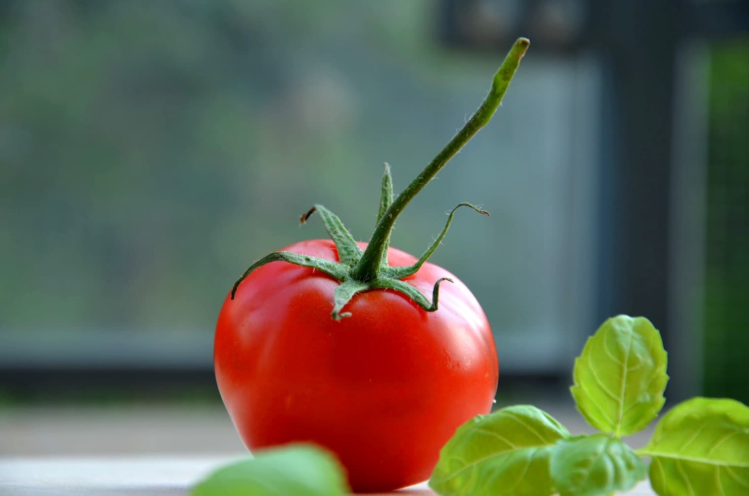 Tomato-based language education